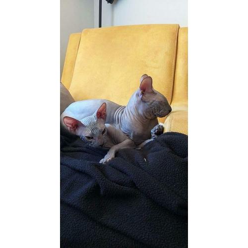 Don Sphynx dekkater (Not for sale!)